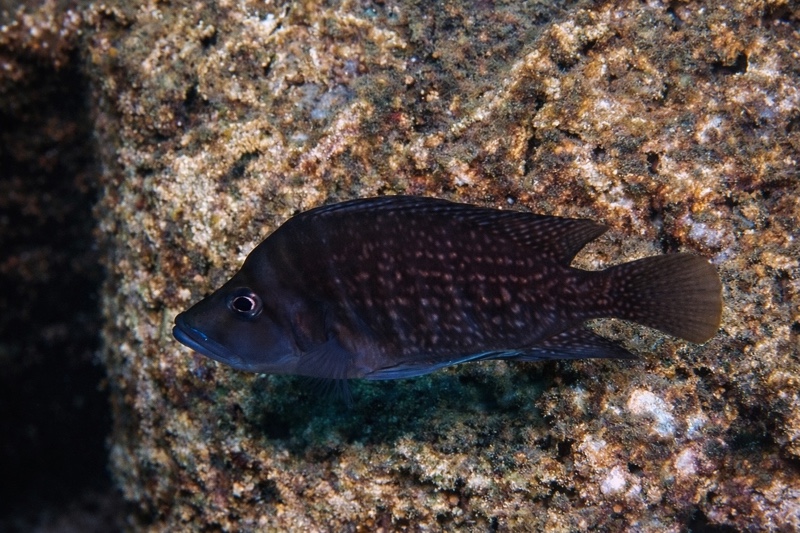 Altolamprologus compressiceps 'Cape Caramba'